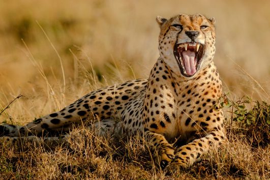 4 Days Okavango Safari